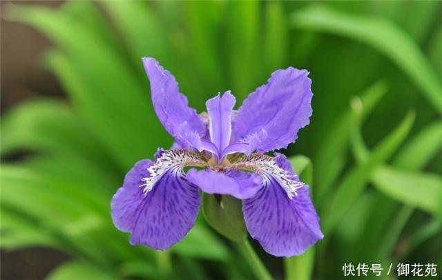 蝴蝶兰怎么养护浇水和施肥 t01556ebe5f94a6528a.jpg?size=640x406