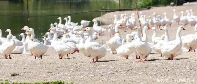 正规养鹅包回收厂家