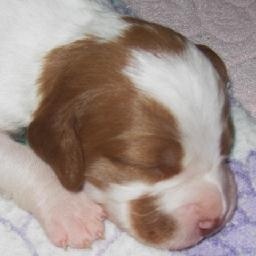 《仙剑客栈》隐藏彩蛋之五雷咒