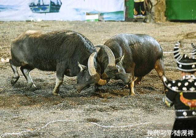 杨钰莹仙气飘临湖南安化斗牛节,大量安保人员