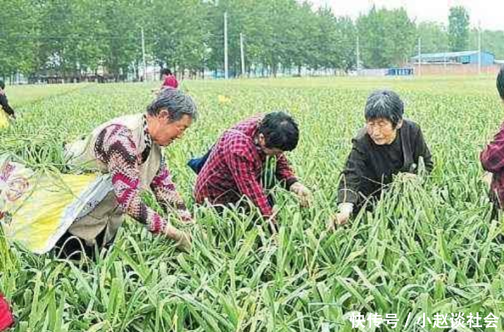蒜薹大丰收,农民却宁愿让其烂在地里,也不运到