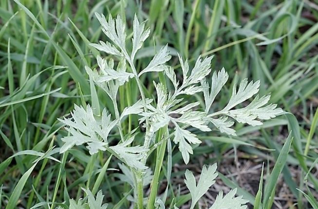农村山里这4种野菜,能吃过三种是农村人,全都