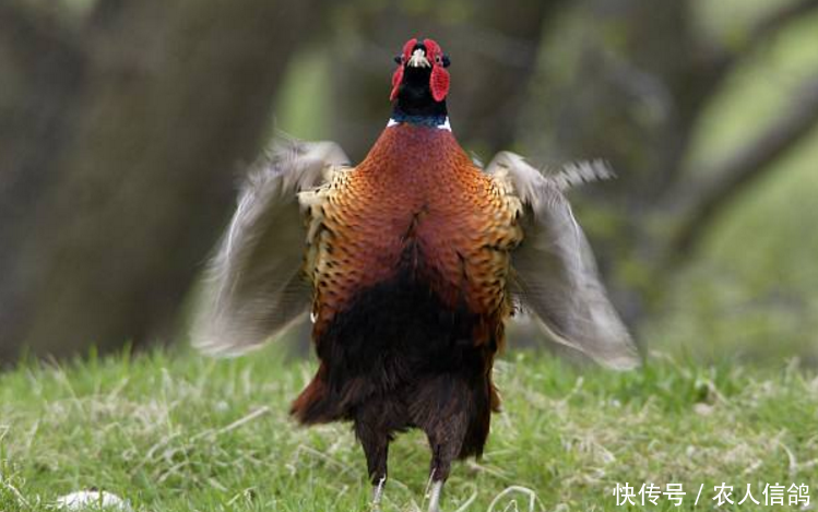 现在农村野鸡越来越不常见了,它们在晚上睡在