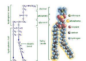 请画出大多数甘油磷脂的化学结构的通式。为什