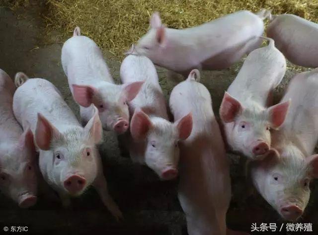 2019年上半年猪价预测