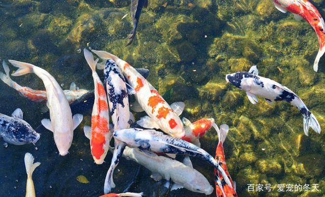 1. Question: What is Narok <strong><mark>Aquatic</mark></strong> Shops specialty?