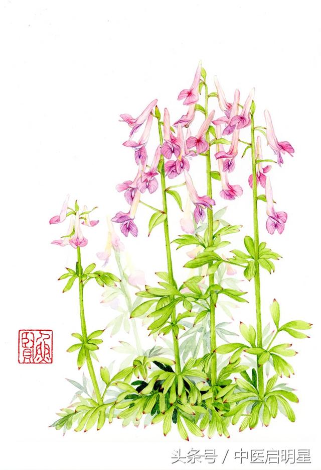 对癌症有类似吗啡止痛作用的几味中药,且可维