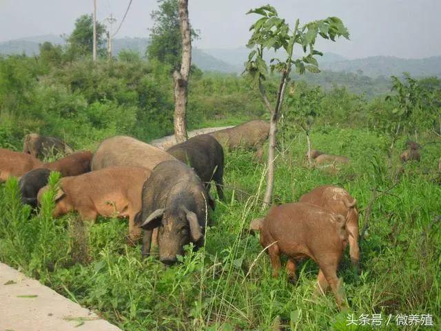 2019年上半年猪价预测