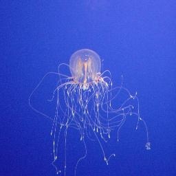 这样比日本人会误会啦 ww 日本人怎么用手比数