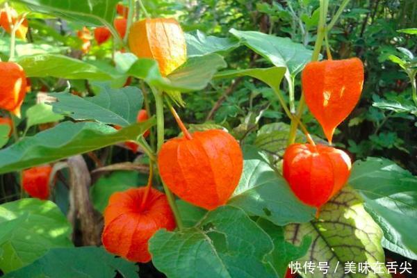 农村的奇怪的野果子叫“菇娘”，熟了的时候都抢着摘
