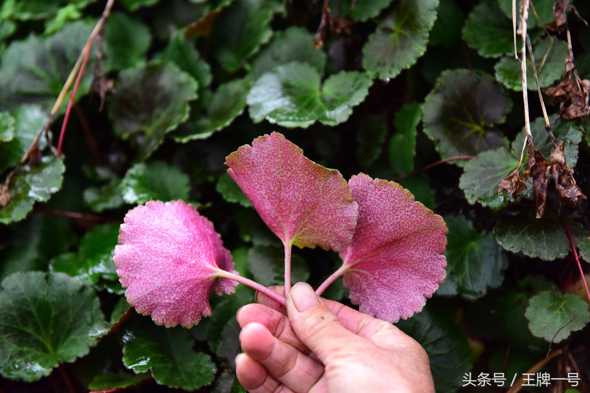 虎耳草又名老虎耳:清热凉血解毒,治风疹湿疹中