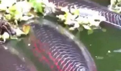 男子在钓鱼时发现神奇鱼种浮在水面, 走近前去