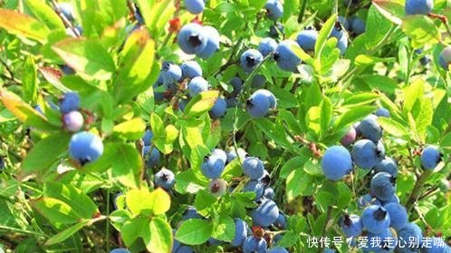 想要种好蓝莓,越冬防寒很关键,做好这几点