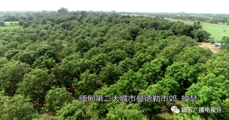 中缅经济合作两国记者行|缅甸圣德龙芒果的跨国之旅