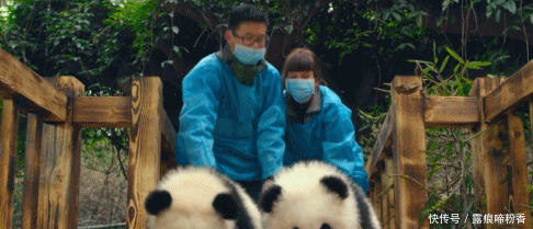 大熊猫日常呆萌搞笑合集 终于明白它们有市无