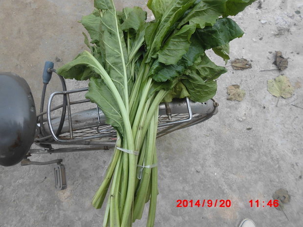 叶子特别大,像扇一样,杆比芹菜杆粗些,叶子占了杆的一半,这是什么菜