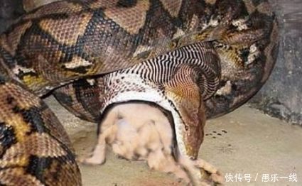 农村老汉忽然听到狗叫,跑过去一看,被眼前的一