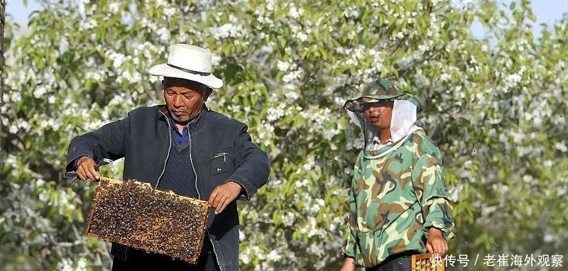 蜜蜂信息素你了解吗? 对养蜂人有什么帮助呢?