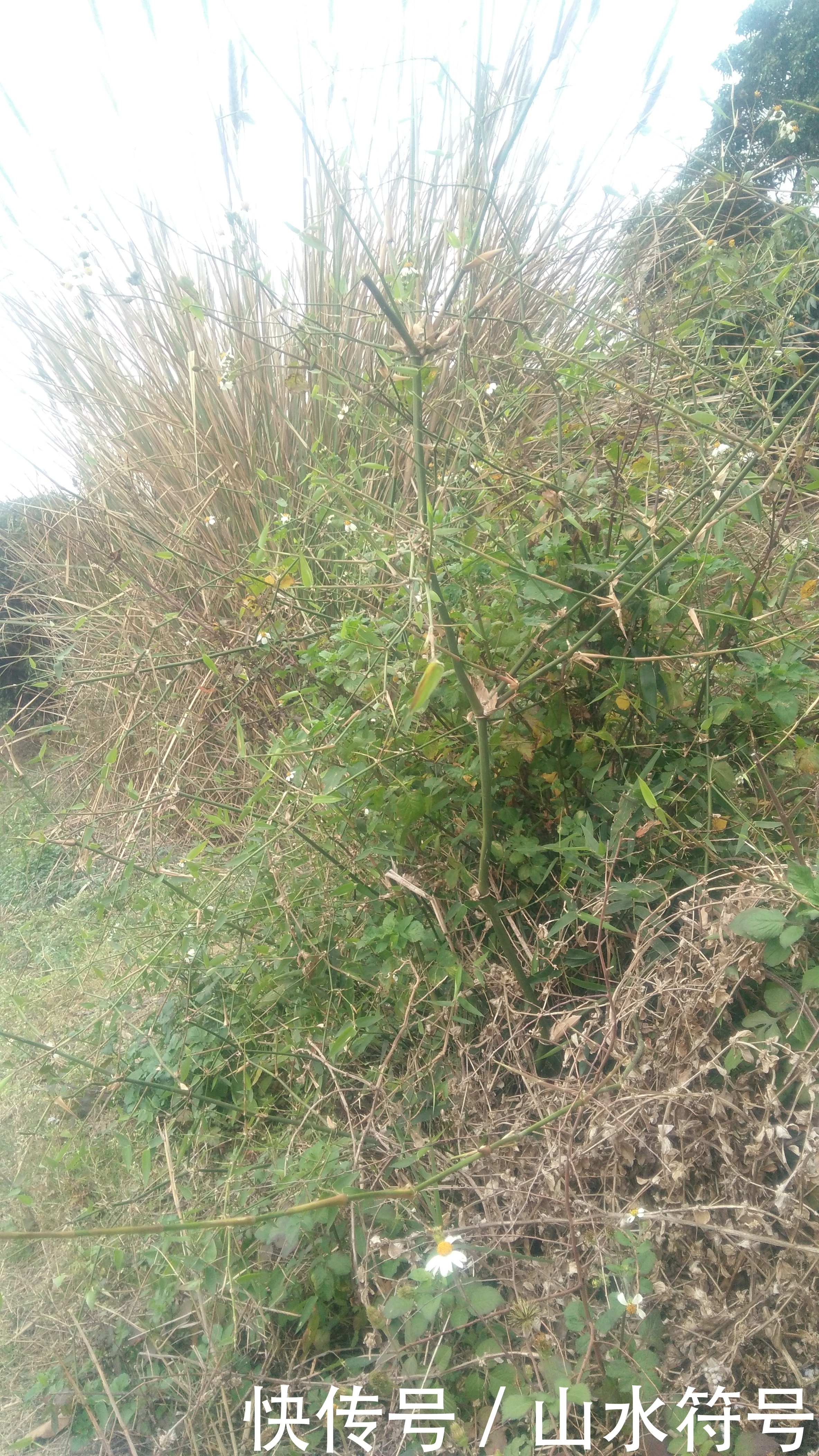 春节后的农田景象广西浦北县白石水