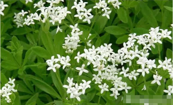 给孩子取名别再翻字典了,不妨翻翻中药名,好听