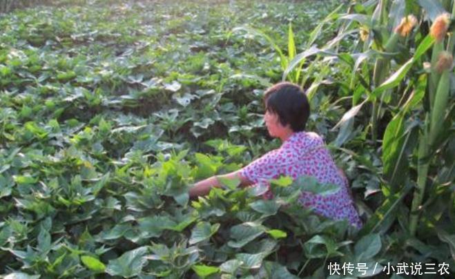 红薯怎么施肥才能高产?红薯高产管理技术!