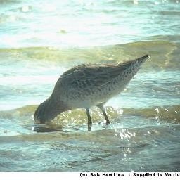 歌手谭晶与原唱胡莎莎,神女萨顶顶唱《九儿》