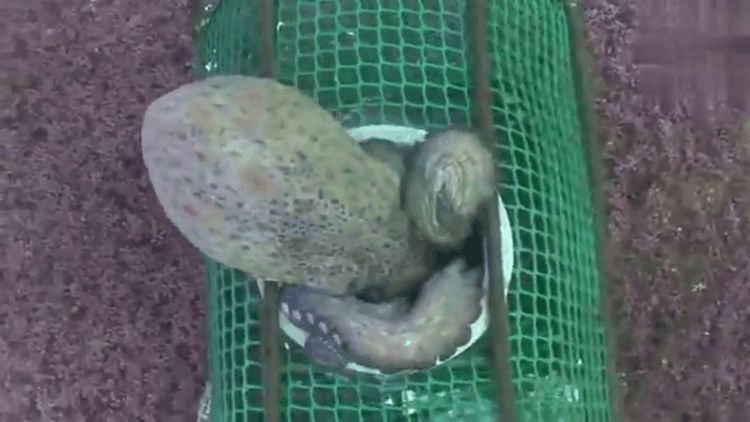 男子在网箱放入诱饵投入海底做实验,可接下来这一幕让他傻眼了