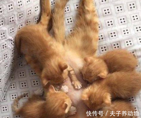 猫咪回家喂奶,看到猫妈卡通下班,仔细一看笑趴可爱表情主人正在包图片