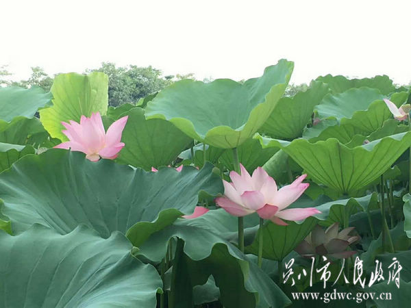 六月夏日好时光 又到蛤岭赏荷时