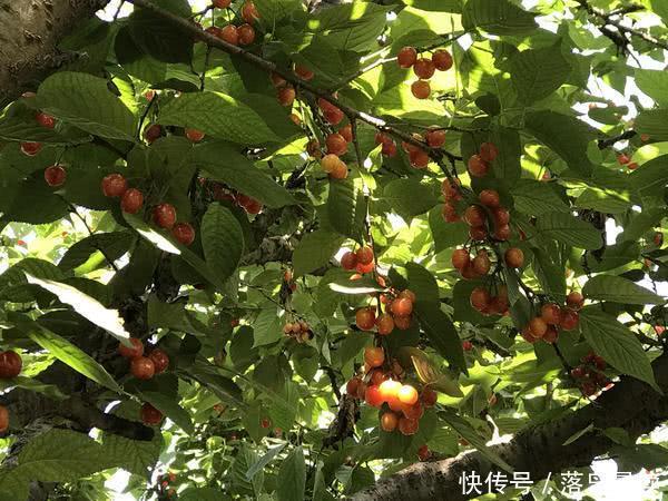 2018中国?郑州第十二届郑州樱桃节在樱桃沟盛大开幕