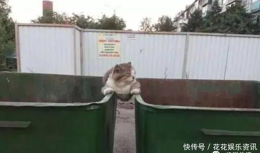 猫就是喜欢不按套路出牌,当了铲屎官,每天都有