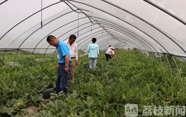 神了!西瓜上能承受140斤的成年人 不破不裂毫发无损