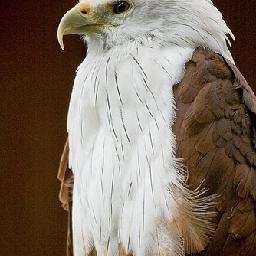 《蓝皮鼠和大脸猫》主题曲,童年的记忆!