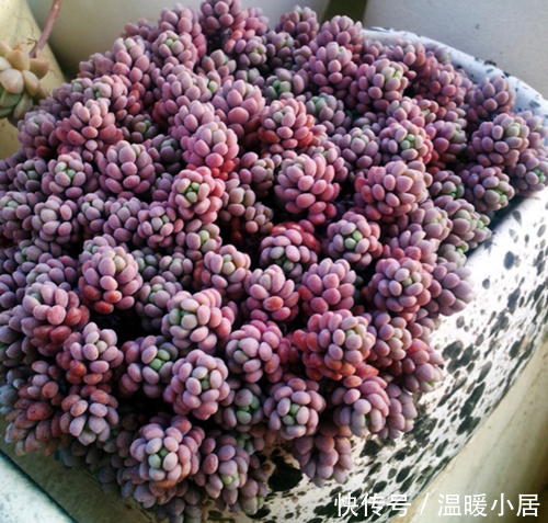 老花匠告诉你,春天来了,这些福气满满的肉肉,你