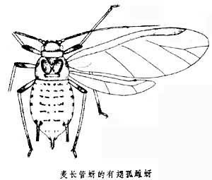 麦长管蚜