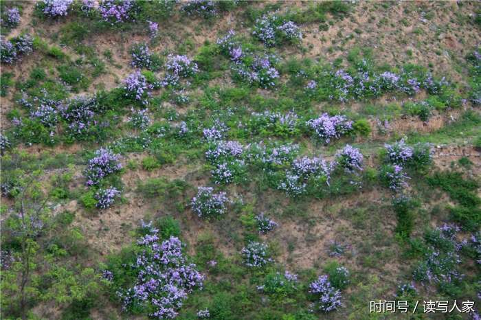 天水新岔村俗称"怕怕梢"洋名紫丁花香遍田野, 香气扑面花香万 【图文