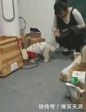 搞笑GIF:媳妇儿,你出来吧,他都交待了! 搞笑GIF:媳妇儿,你出来吧,他都交待了!