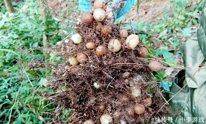 叶子像蜈蚣脚果实像黄皮果,农村孩子的零食,价