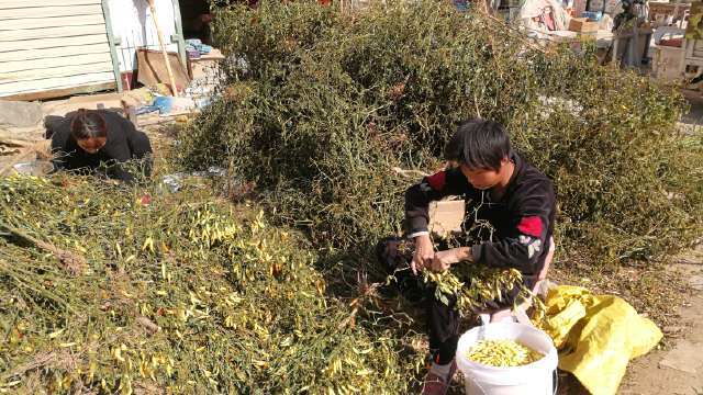 好不容易遇到一种赚钱的农作物，采摘成本居然高达八毛钱一斤！