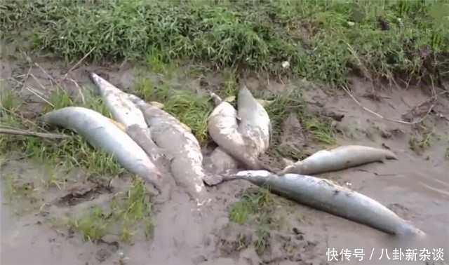 男子在回家路上，发现泥坑全是鱼，伸手刚捡时被一村民大声呵斥！