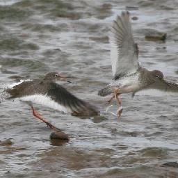 剧仙剑奇侠传四 仙剑四御剑而来 仙剑四官宣了