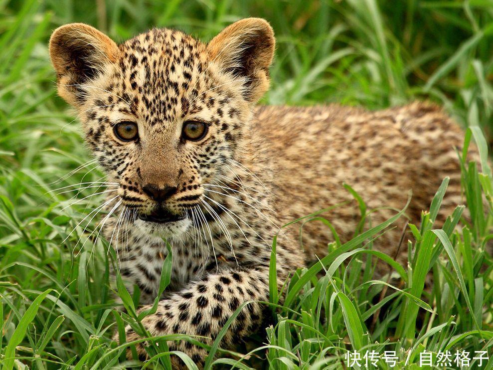 5只大型猫科动物宝宝,长大后每一只都可以把你