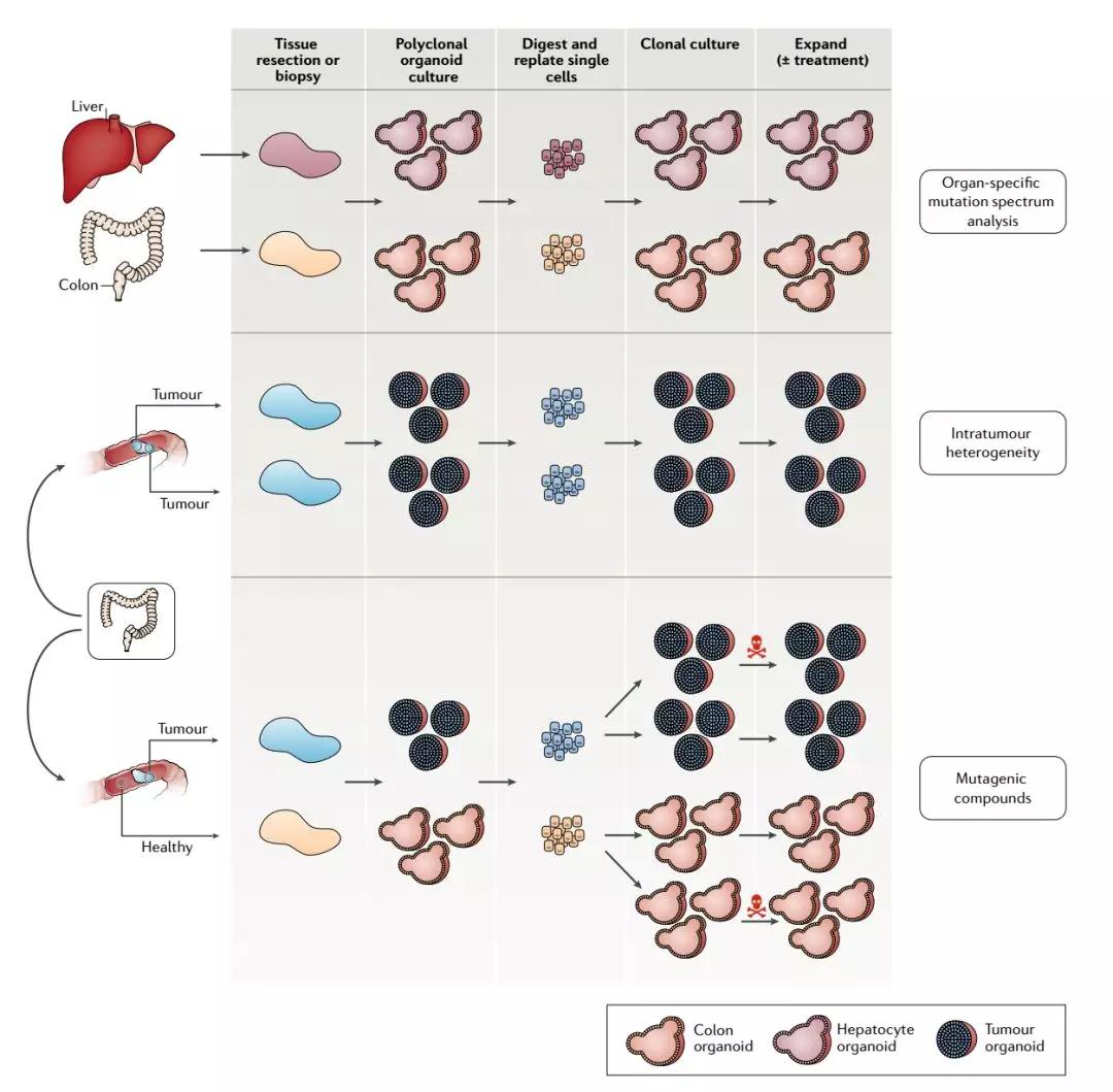 Nature综述:抗癌药研发新平台--类器官