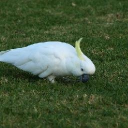 外套毛衣 短袖带帽子毛衣 DIY棒针手工编织花型