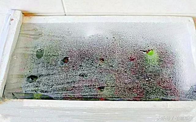 正是扦插繁殖三角梅的最佳时间,三角梅这样扦