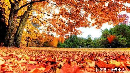 50岁退休的条件