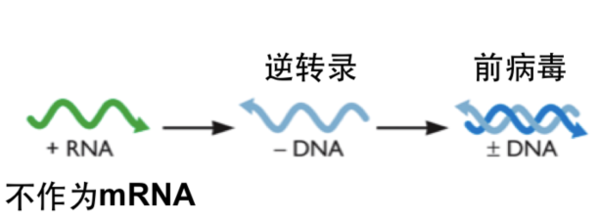 在逆转录酶作用下,以RNA为模板合成的DNA是