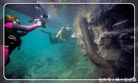 女子疑似发现“龙形生物”, 靠进细看后, 顿时屏住呼吸