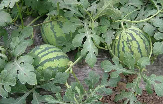 农村小伙种植麒麟瓜走上致富路,亩产纯利润达