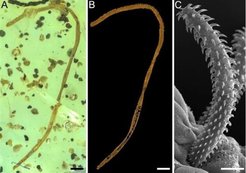 科学家发现约1亿年前的海洋内寄生虫：镶嵌在琥珀中